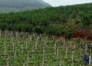 【新湖南】郴州临武：新增8个粤港澳大湾区“菜篮子”生产基地