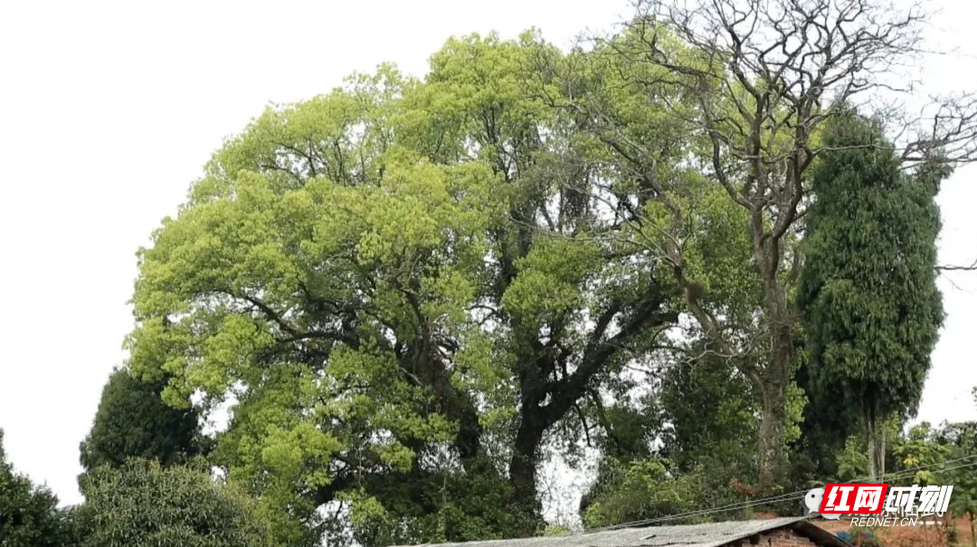 【红网时刻】上百善村的古樟已有600岁