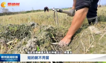 【郴州新闻联播】临武：“地疙瘩”成了乡村振兴的“香饽饽”