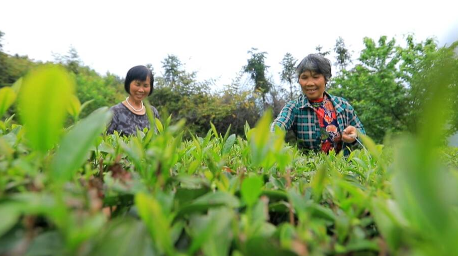 水东春露茶  采摘正当时