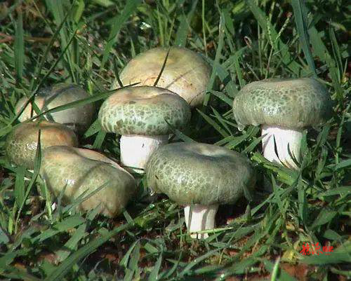 预防野生菌中毒科普知识