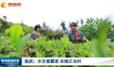 【郴州新闻联播】临武：水东春露茶 采摘正当时