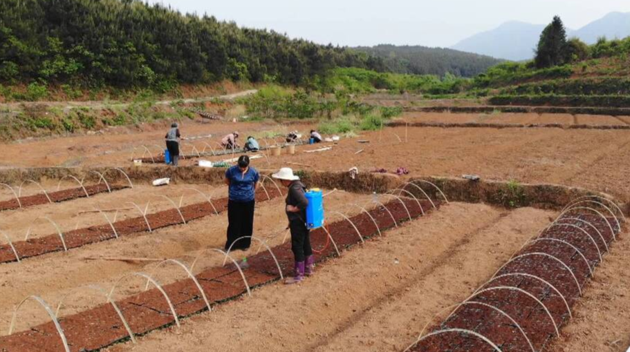 乡村振兴进行时｜香芋南瓜种植正当时