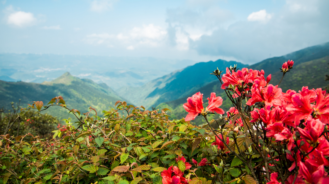 醉美通天山 | 杜鹃又怒放