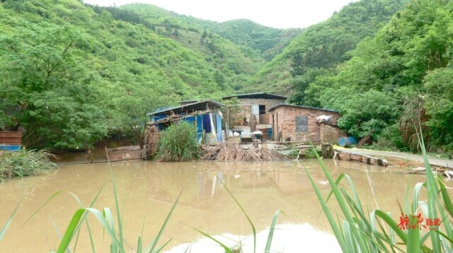 【新湖南】郴州临武黄敬军：扎根深山养花猪