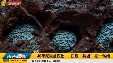 【天天播报】临武：40年蚁巢被挖出 白蚁“兵团”被一锅端