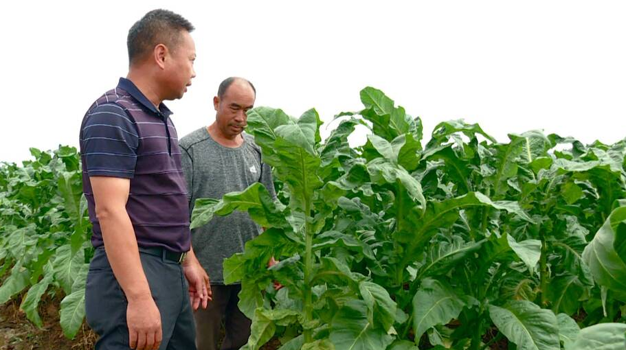 我为群众办实事｜多重保障为烟叶种植保驾护航