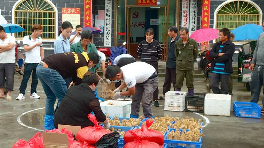 我为群众办实事｜汾市动物防疫中心站为农户赠送鸭苗