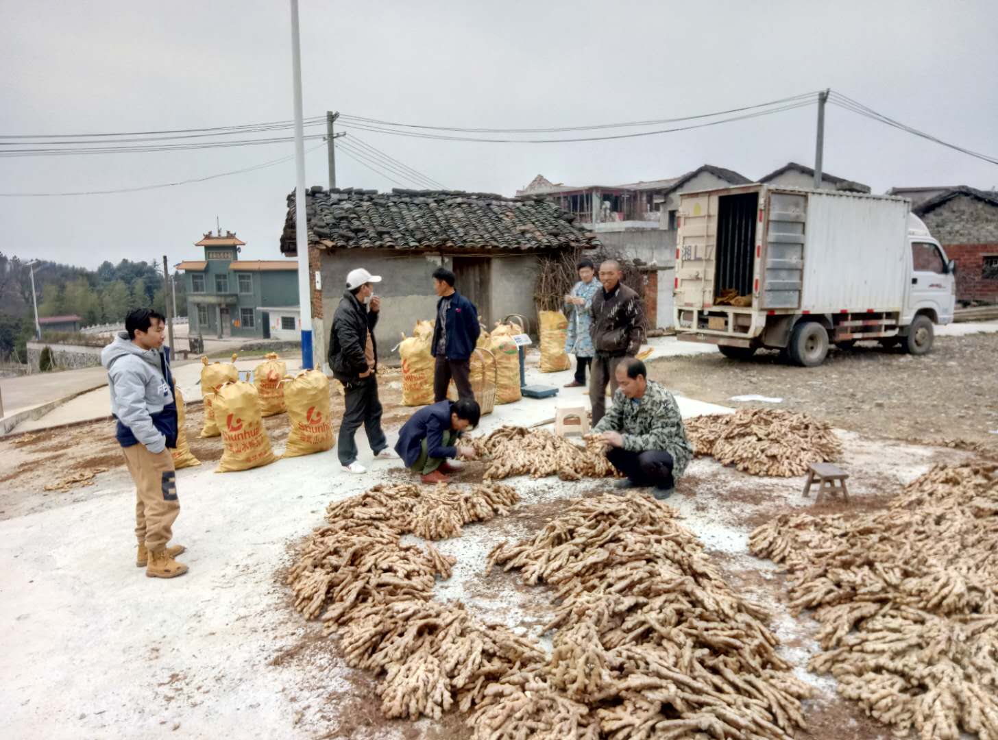 万水乡：鲜嫩小生姜致富“大法宝”