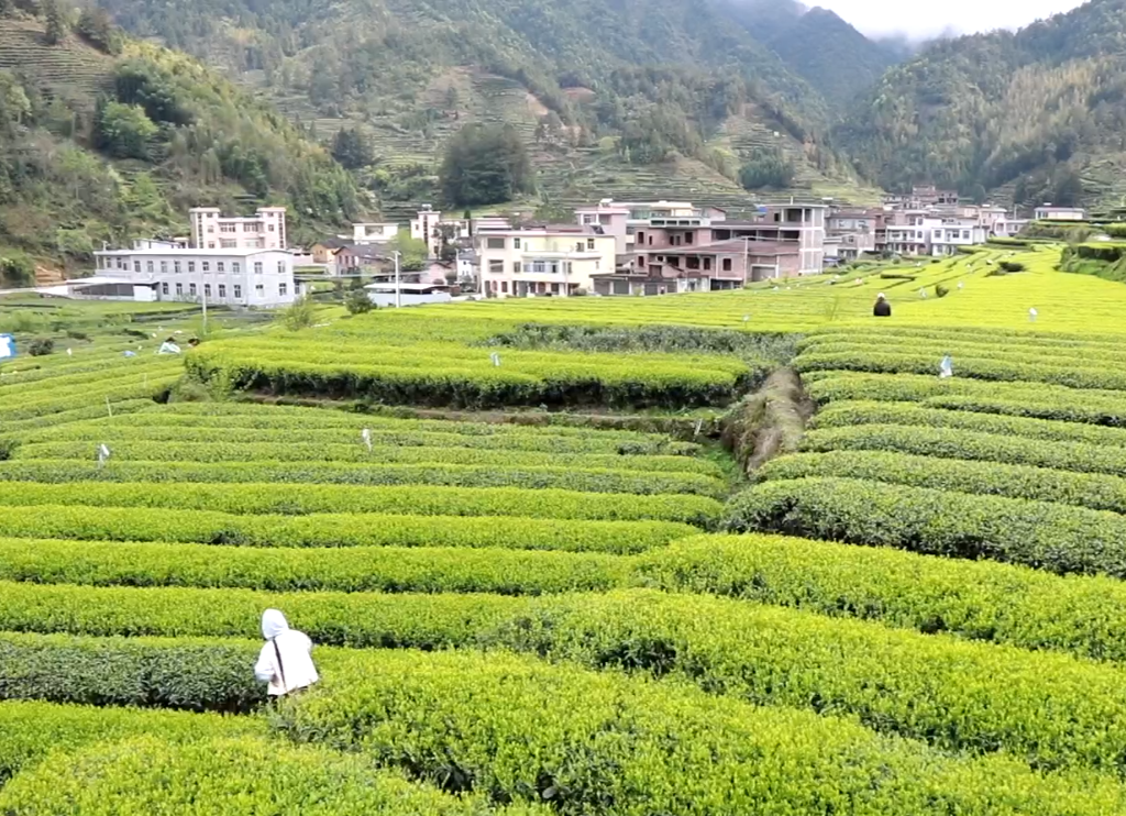 【党建领航】泉水镇旱塘村：书记接力让“小茶树”变大产业
