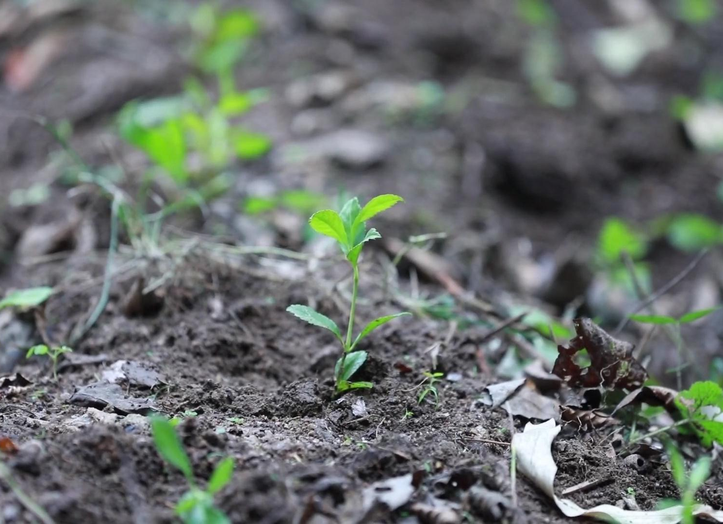 【大干八个月 打赢四大战】益将林场：林下种药  助推产业转型（二）