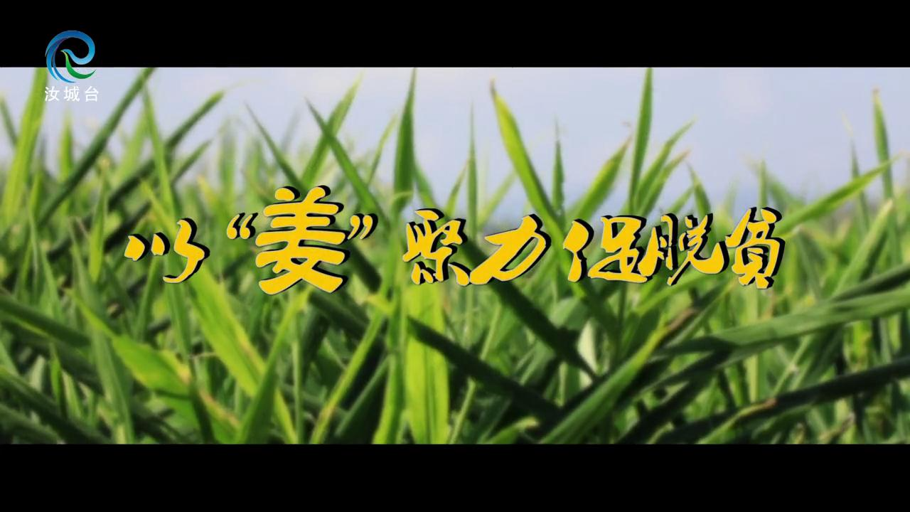 马桥镇：以“姜”聚力 促脱贫