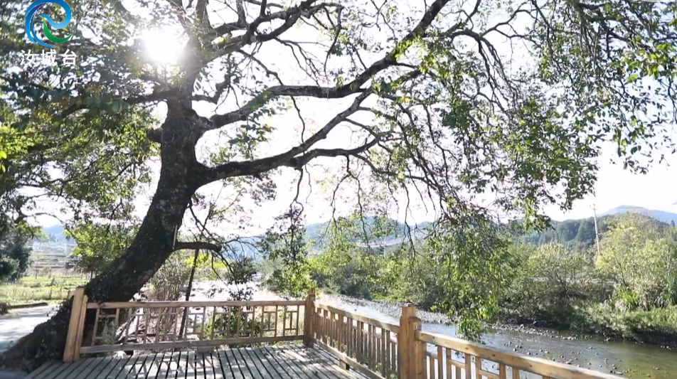 【大干八个月 打赢四大战】垃圾分类增效益 美丽乡村观桥头