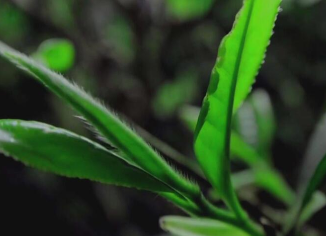 一片叶的旅程