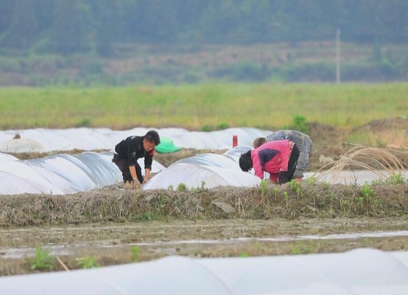 【牢记嘱托 担当作为 走好新时代长征路】泉水镇：双季稻种植促农户就业增收