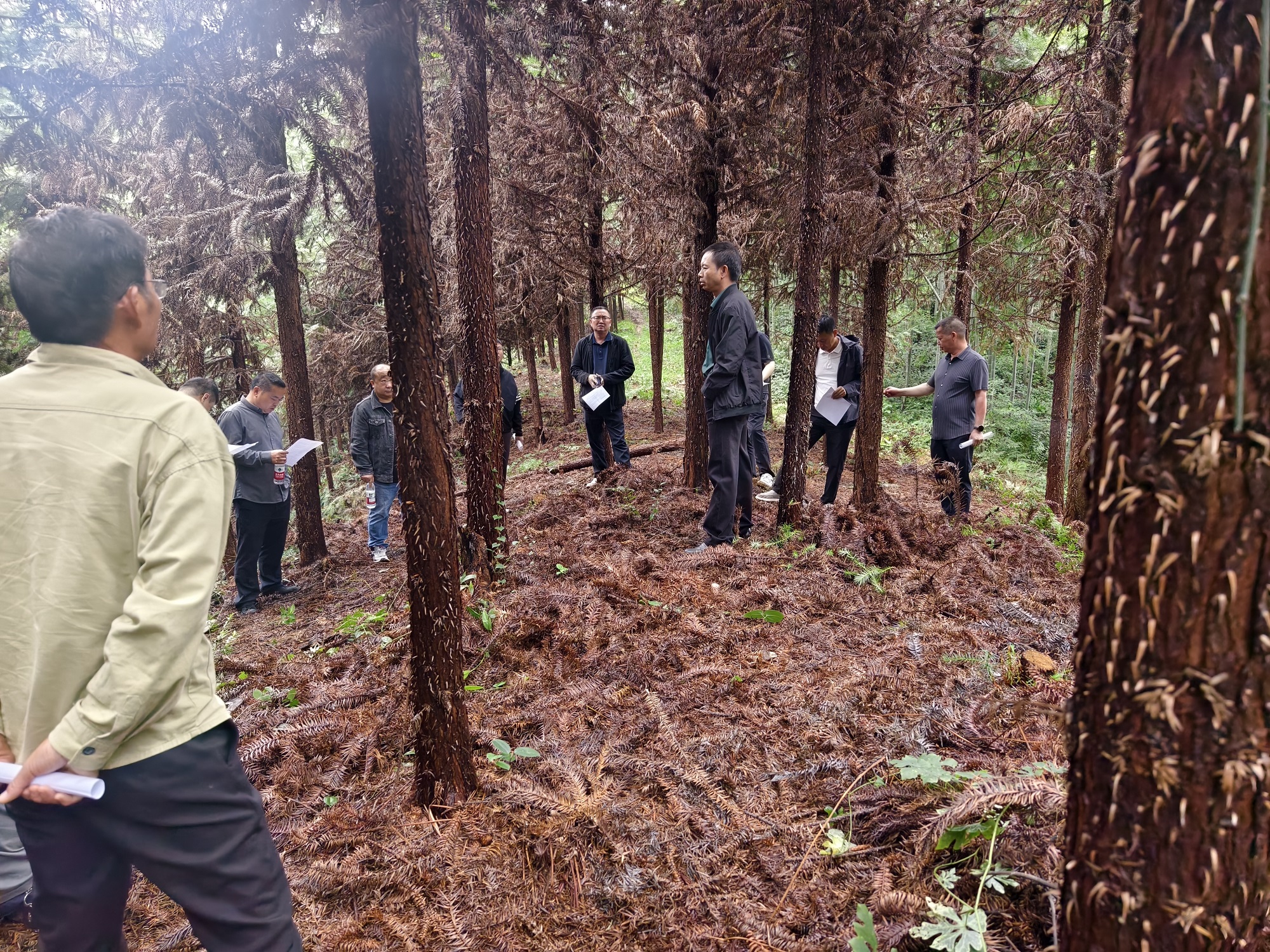 鼎城区召开森林质量提升项目建设现场会
