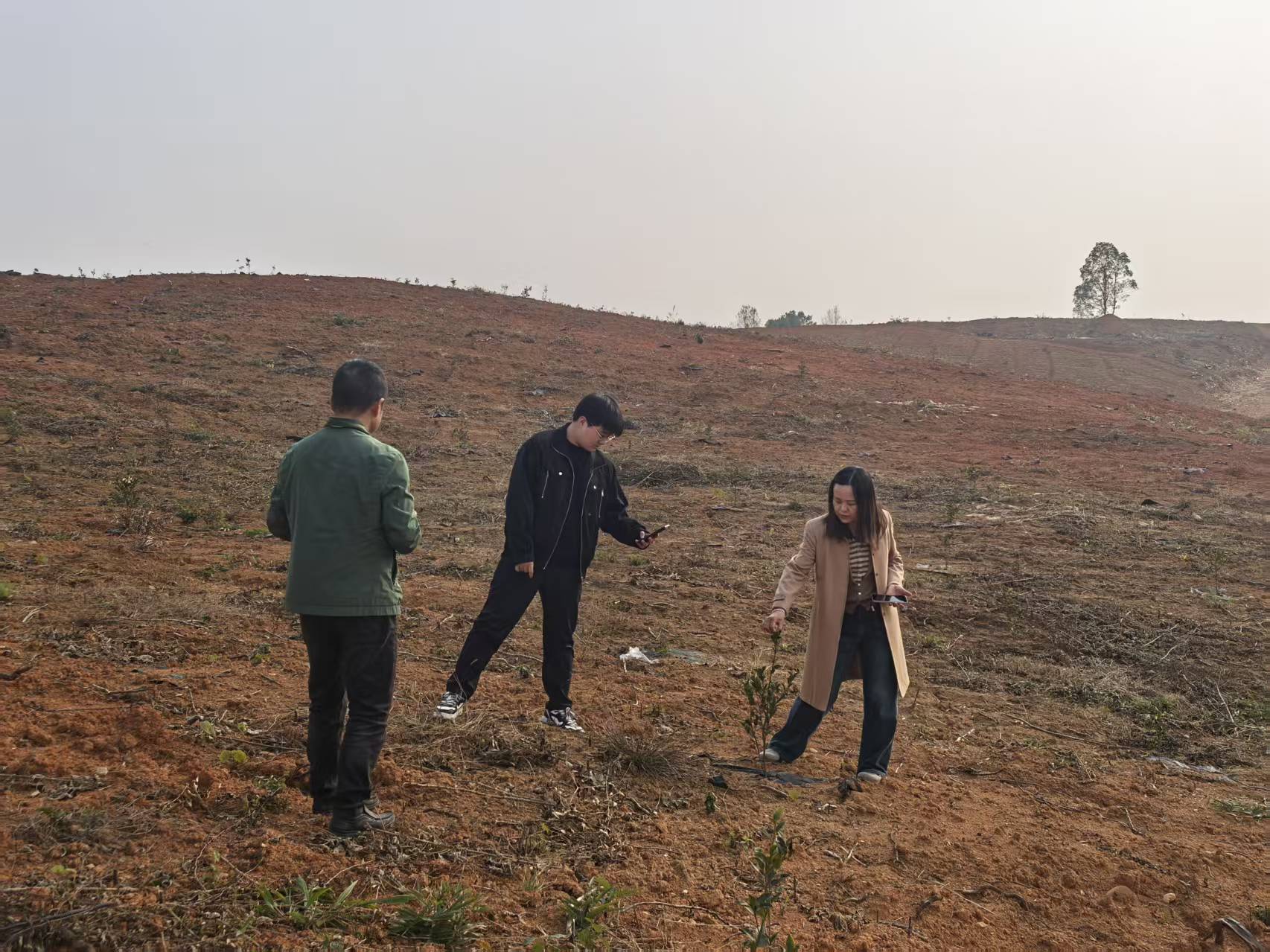 鼎城区油茶营造项目获专家组好评