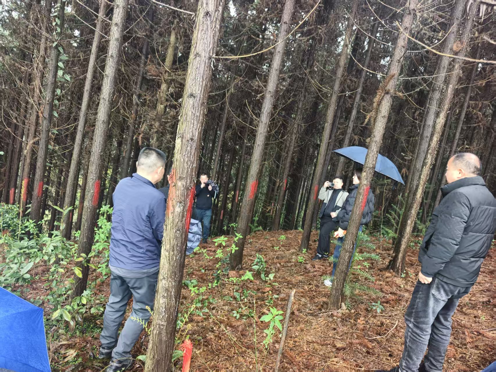 省林勘院来鼎城区指导国土绿化项目作业设计