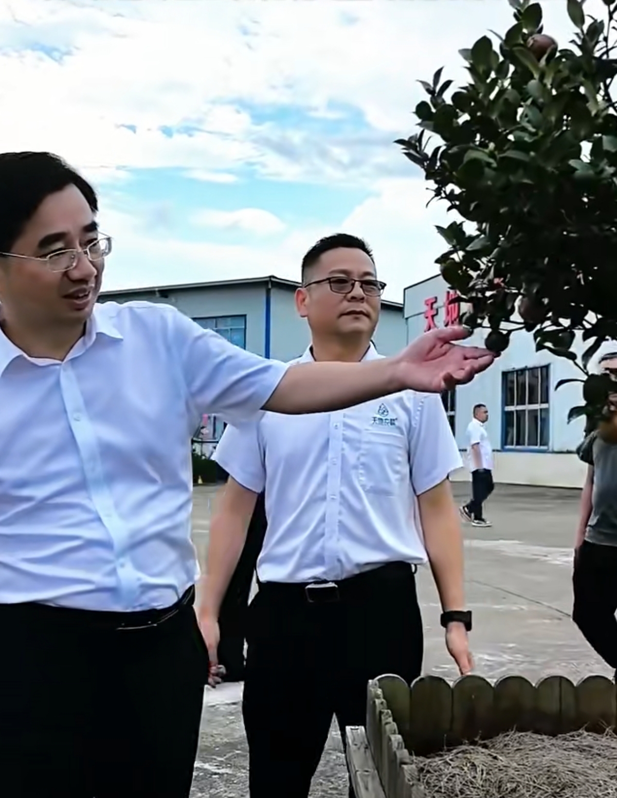 全省林业产业高质量发展现场推进会观摩鼎城油茶基地