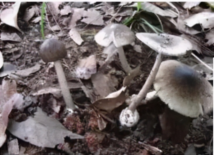 警惕！野生蘑菇风险高，勿采勿食勿买卖