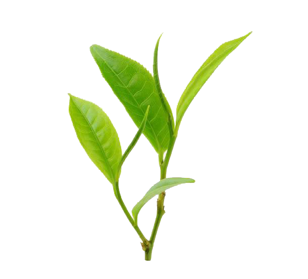 炎陵县茶叶协会