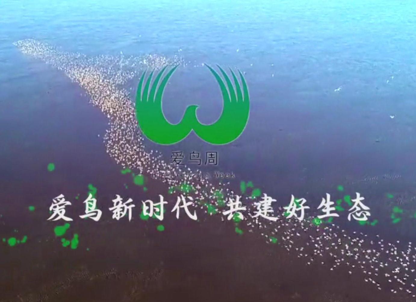 爱鸟周公益广告