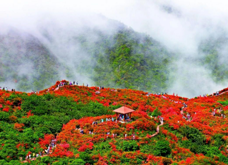 春暖花开，小编邀君共赏大围山万亩杜鹃！