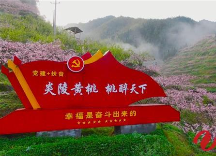 线上直播桃花节 推介炎陵黄桃品牌