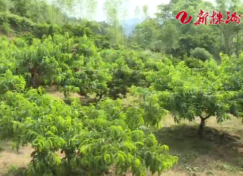 奋战一百天 冲刺双过半 幼苗飞上太空 擦亮炎陵黄桃品牌