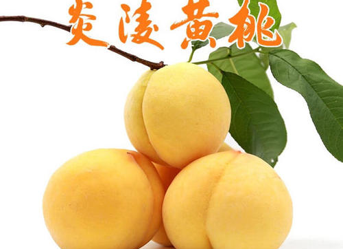 重要提醒！2020年7月25日炎陵黄桃供货信息