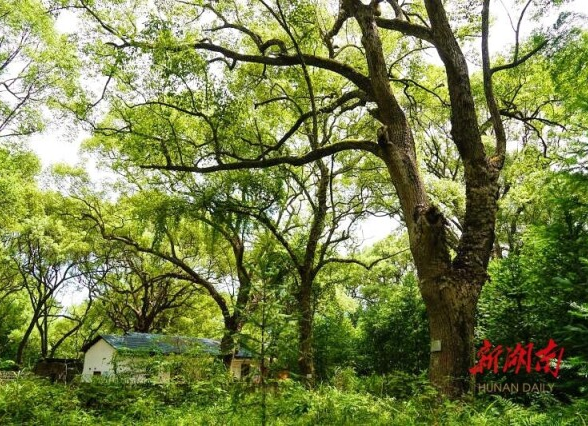 潇湘镇美 风雅鹿原｜洣水河畔 炎陵山下 百年古樟密林藏着20℃夏天