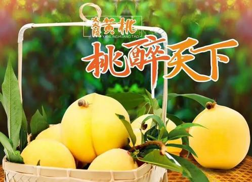 《炎陵黄桃何以“桃”醉天下》（一） 一场黄桃大会 签约500万斤