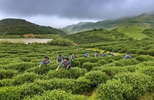 税收精细服务换来茶园十里飘香