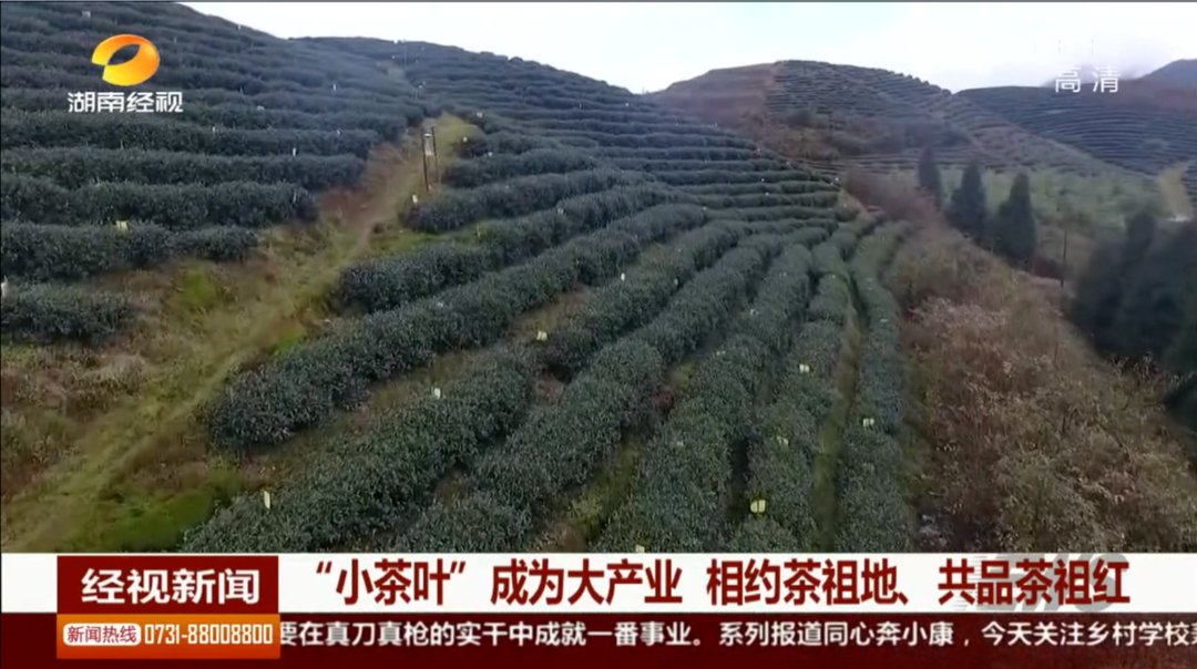“小茶叶”成为大产业 相约茶祖地、共品茶祖红