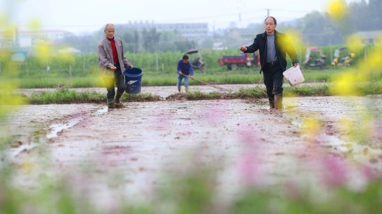 中国新闻网 | 衡阳石鼓区村民趁天气转暖抢抓农时播种育秧