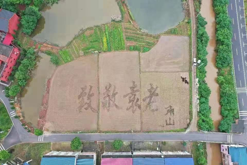 致敬“稻田守望者”，种好“乡村振兴田”