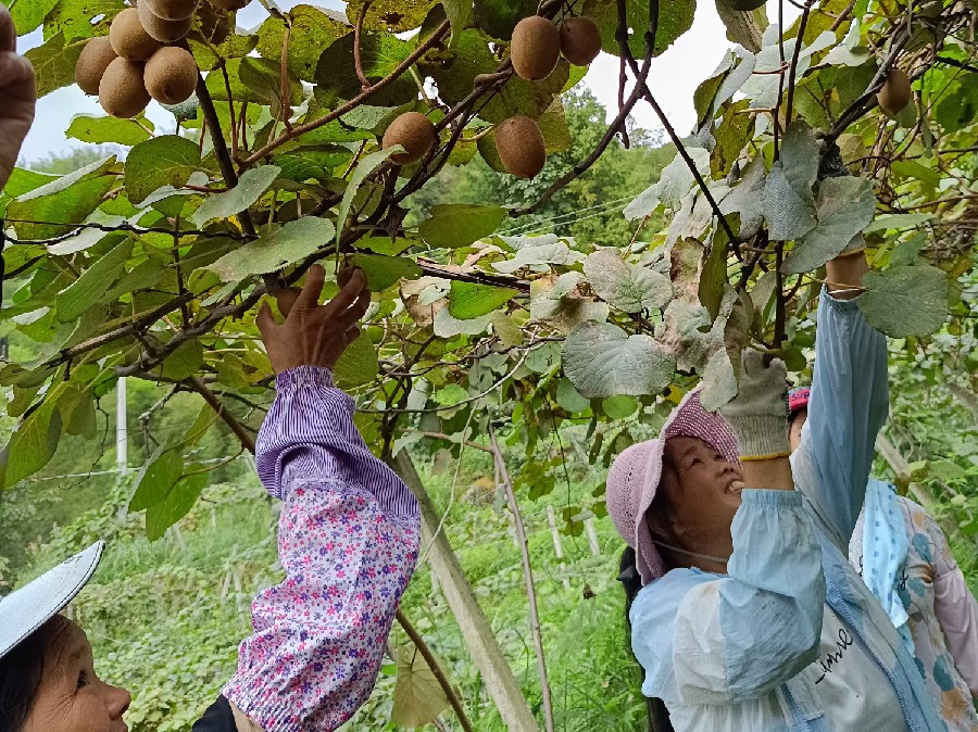 竹阳村：产业帮扶结出甜蜜果