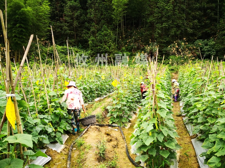高山上面种黄瓜！皇图岭镇李家铺村的这波操作稳了