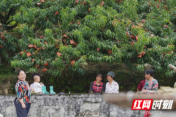 桃醉人间丨因桃闻名的炎陵 还有个美丽的传说