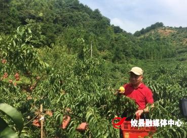 新市镇：回归生态种植 助力产业扶贫