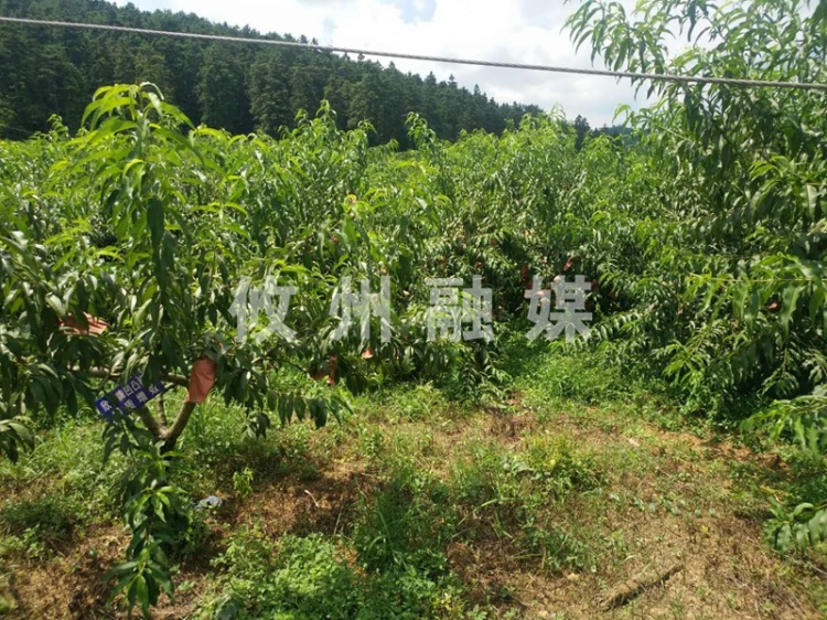 【记者探访脱贫路】鸾山镇因地制宜发展特色农业  为脱贫攻坚赋能增效