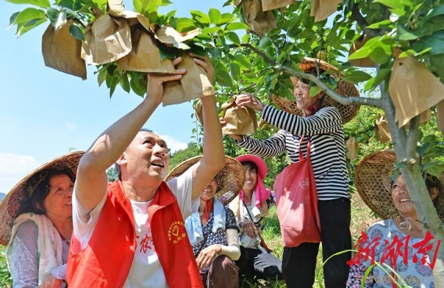 科技扶贫先锋丨张礼红：仁心炼成“苗香梨王子”