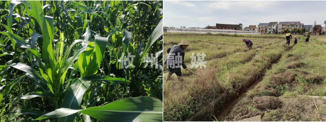 【联星街道】侯市社区：调整农业结构　推动乡村振兴