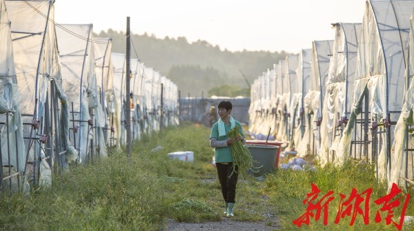 走向胜利·决战决胜乡村述说｜种下花草果木　长出真金白银