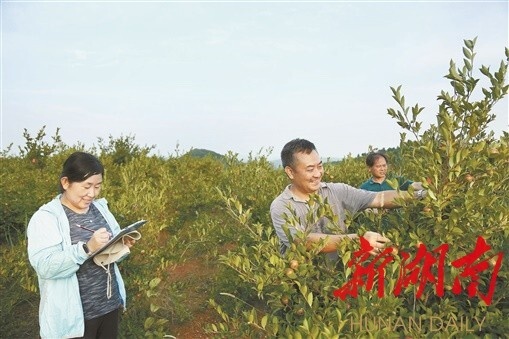 科技扶贫先锋丨陈永忠：无烦常年泥满腿　喜看“金果”满山川