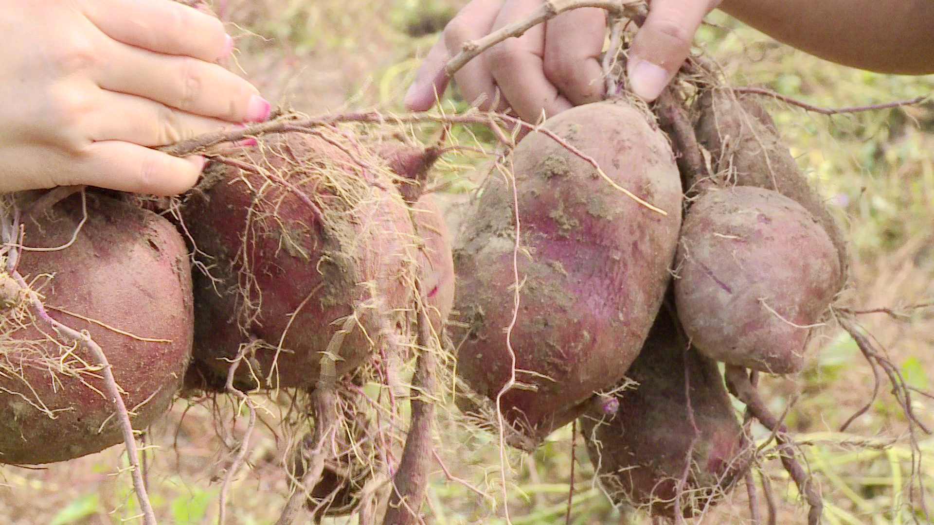 走进春联社区的紫薯种植基地,村民们正抢抓晴好天气,割薯叶,挖紫薯,2