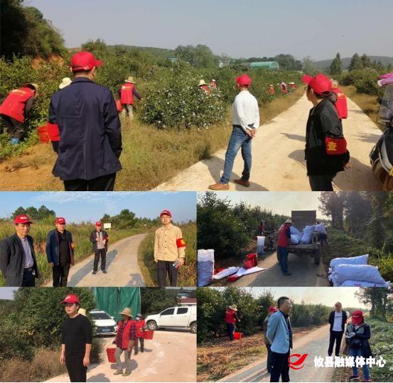 【党旗下的新时代文明实践】莲塘坳镇：规范油茶收摘秩序　助力企业振兴