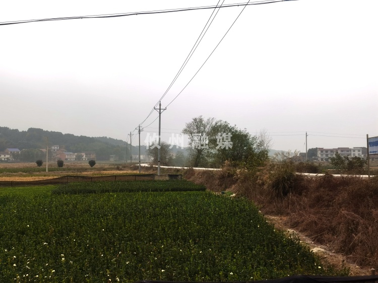 网岭镇巷口山村：新修三公里水泥路　助推油茶苗产业发展