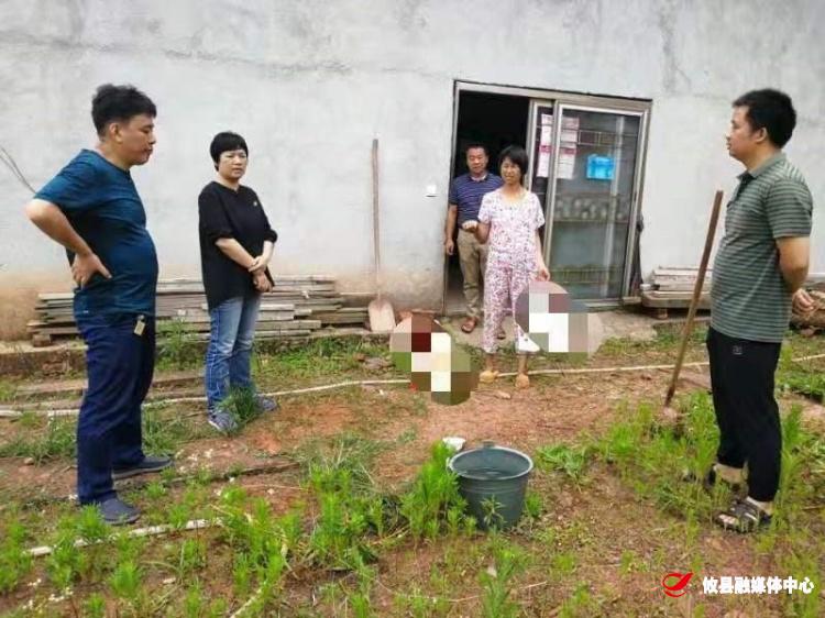 新市镇：让茶苗成为我们村的“摇钱树苗”