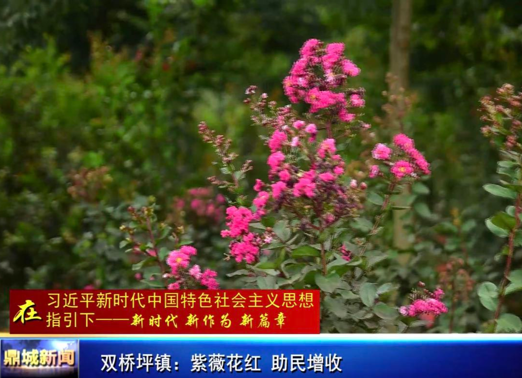 双桥坪镇：紫薇花红  助民增收